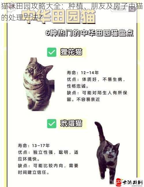 猫咪田园攻略大全：种植、朋友及房子中猫的处理方法？